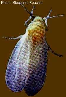 Greenhouse whitefly (Trialeurodes vaporariorum). Photo:Stephanie Boucher