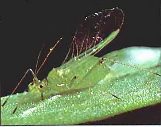 Pea aphid (Acyrthosiphon pisum). Photo:Stephanie Boucher