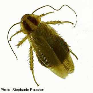 German cockroach (Blattella germanica). Photo:Stephanie Boucher