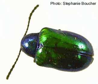Dogbane leaf beetle (Chrysochus auratus). Photo:Stephanie Boucher
