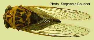 Dog-day cicada (Tibicen canicularis). Photo:Stephanie Boucher