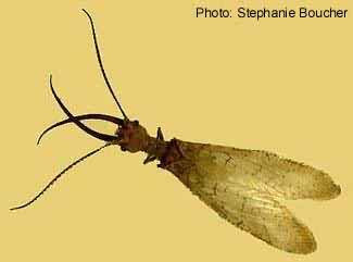Dobsonfly (Corydalus sp.). Photo:Stephanie Boucher