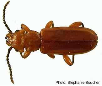 Red flat bark beetle (Cucujus clavipes). Photo:Stephanie Boucher