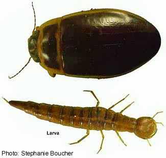 Large diving beetle (Dytiscus dauricus). Photo:Stephanie Boucher