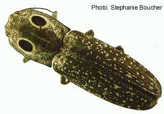 Large-eyed click beetle (Alaus oculatus). Photo:Stephanie Boucher
