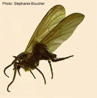 Rhamphomyia longicauda. Photo:Stephanie Boucher