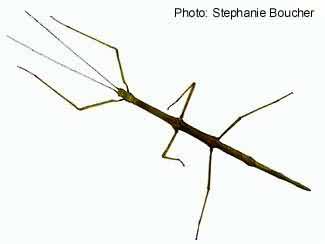 Walking stick (Diapheromera femorata). Photo:Stephanie Boucher