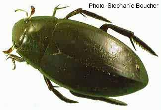 Giant water scavenger beetle (Hydrophilus triangularis). Photo:Stephanie Boucher