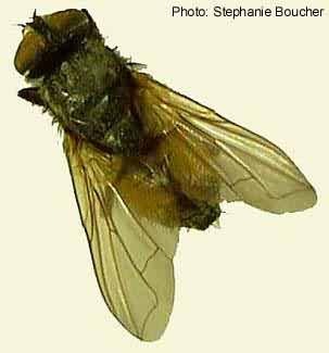 Face fly (Musca autumnalis). Photo:Stephanie Boucher