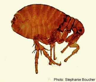 Human flea (Pulex irritans). Photo:Stephanie Boucher