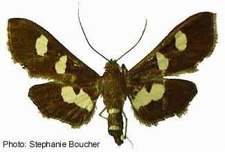 Grape leaffolder moth (Desmia funeralis). Photo:Stephanie Boucher