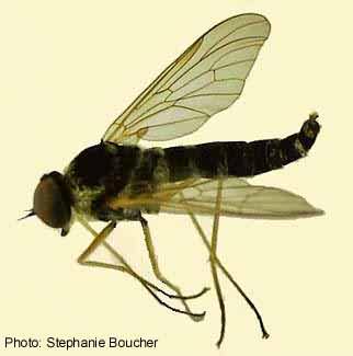 Gold-backed snipe fly (Chrysopilus ornatus). Photo:Stephanie Boucher