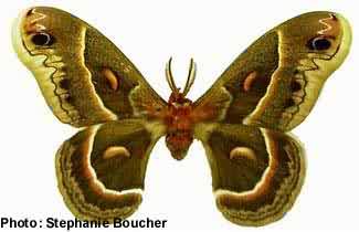 Cecropia moth (Hyalophora cecropia). Photo:Stephanie Boucher