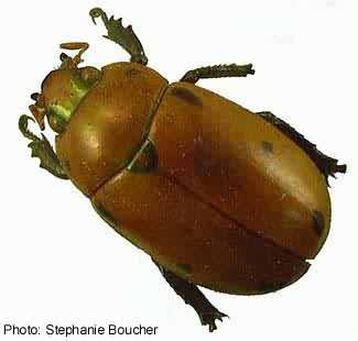 Grapevine beetle (Pelidnota punctata). Photo:Stephanie Boucher