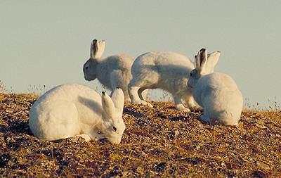 Photo:David R. Gray, Canadian Museum of Nature