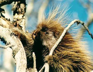 American Porcupine. Photo:Peter Mirejovsky