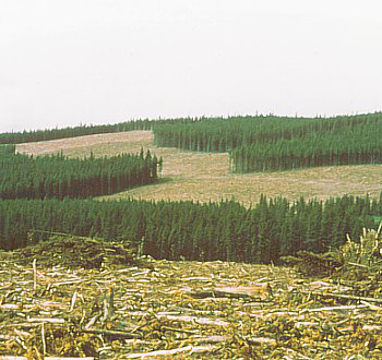 Clearcut. Photo: Canadian Forest Service