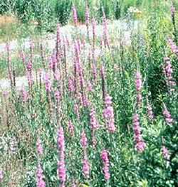 Purple loosestrife. Photo: Centre de la nature du Mont St-Hilaire