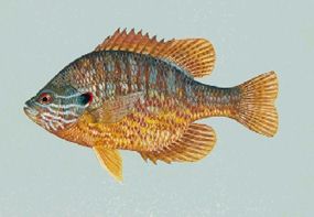 Pumpkinseed, Lepomis gibbosus. Image: Dwane Raver, USFWS