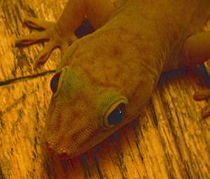 Yellow day gecko. Photo: Torsten Bernhardt