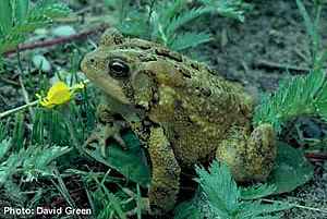 Western toad, Bufo boreas. Photo: David Green