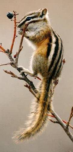 Chipmunk. Photo: Peter Mirejovsky