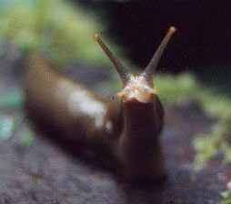 Slug. Photo: Heather Haakstad