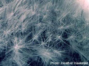 Foxtails. Photo: Heather Haakstad