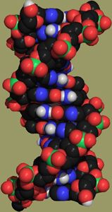 A model of DNA. Image: Paul A. Thiessen (www.chemicalgraphics.com)