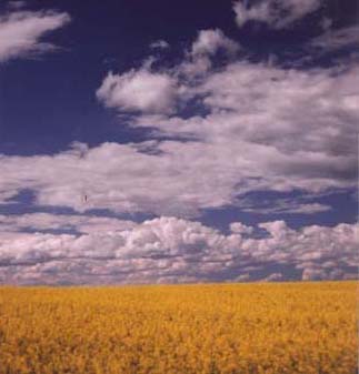 Canola fields in the Prairies