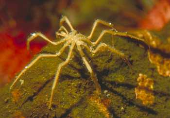 A pycnogonid, an example of deep-sea diversity. Photo: Kathy Conlan, Canadian Museum of Nature.