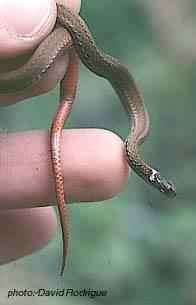 Redbelly snake, Storeria occipitomaculata. Photo: David Rodrigue