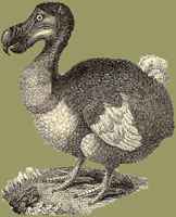 The dodo, extinct in 1681