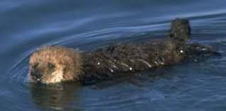 Sea otter. Photo:  Dr. Lloyd Glenn Ingles, Berkeley Digital Library photo collection